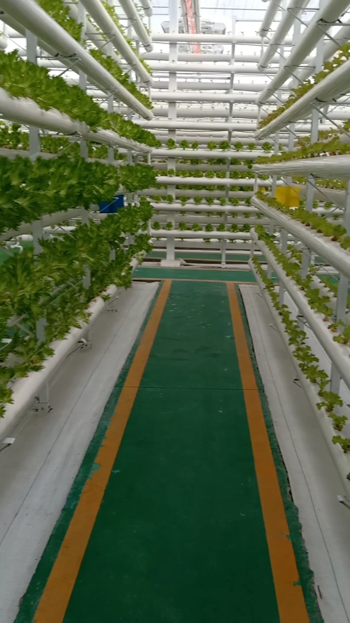 嫁接技术#蔬菜最先进的种植技巧,懂得极少