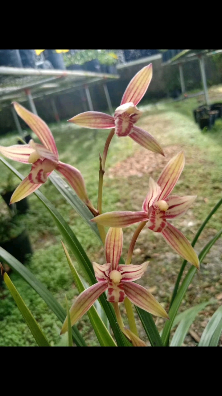 黄金彩虹#建兰#兰花#闽众兰花