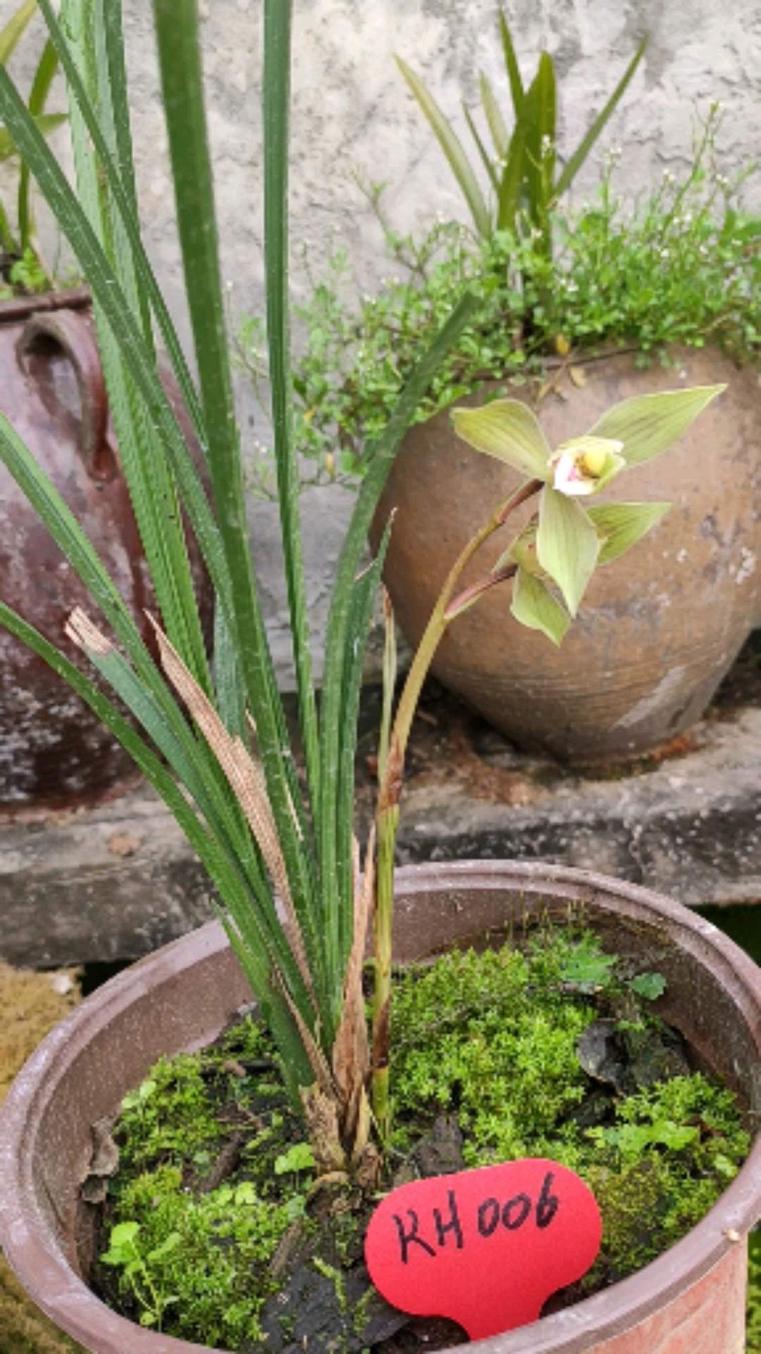 兰花技术交流#春剑大花荷型