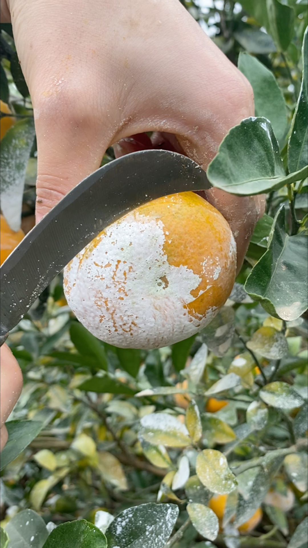 广西沃柑熟了吃起来非常的甜表皮带白色的石灰是脂虫防晒