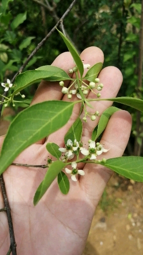 盆景素材小苗#桃叶卫矛