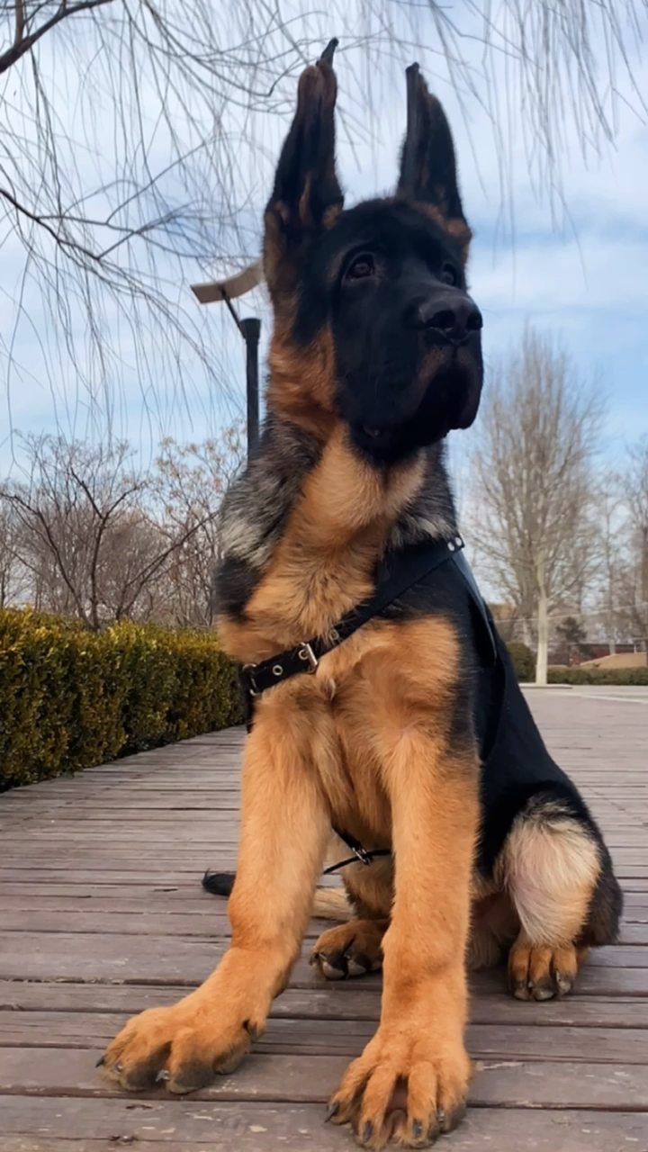 锤系德牧幼犬#气质拿捏稳稳的