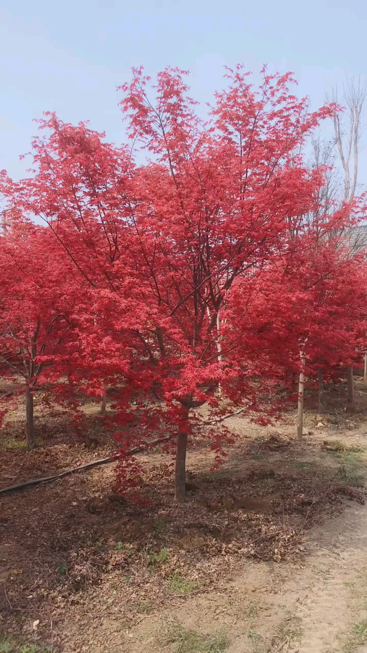 红舞姬红枫,红红火火,耐寒耐旱南北方都可以栽植-度小视