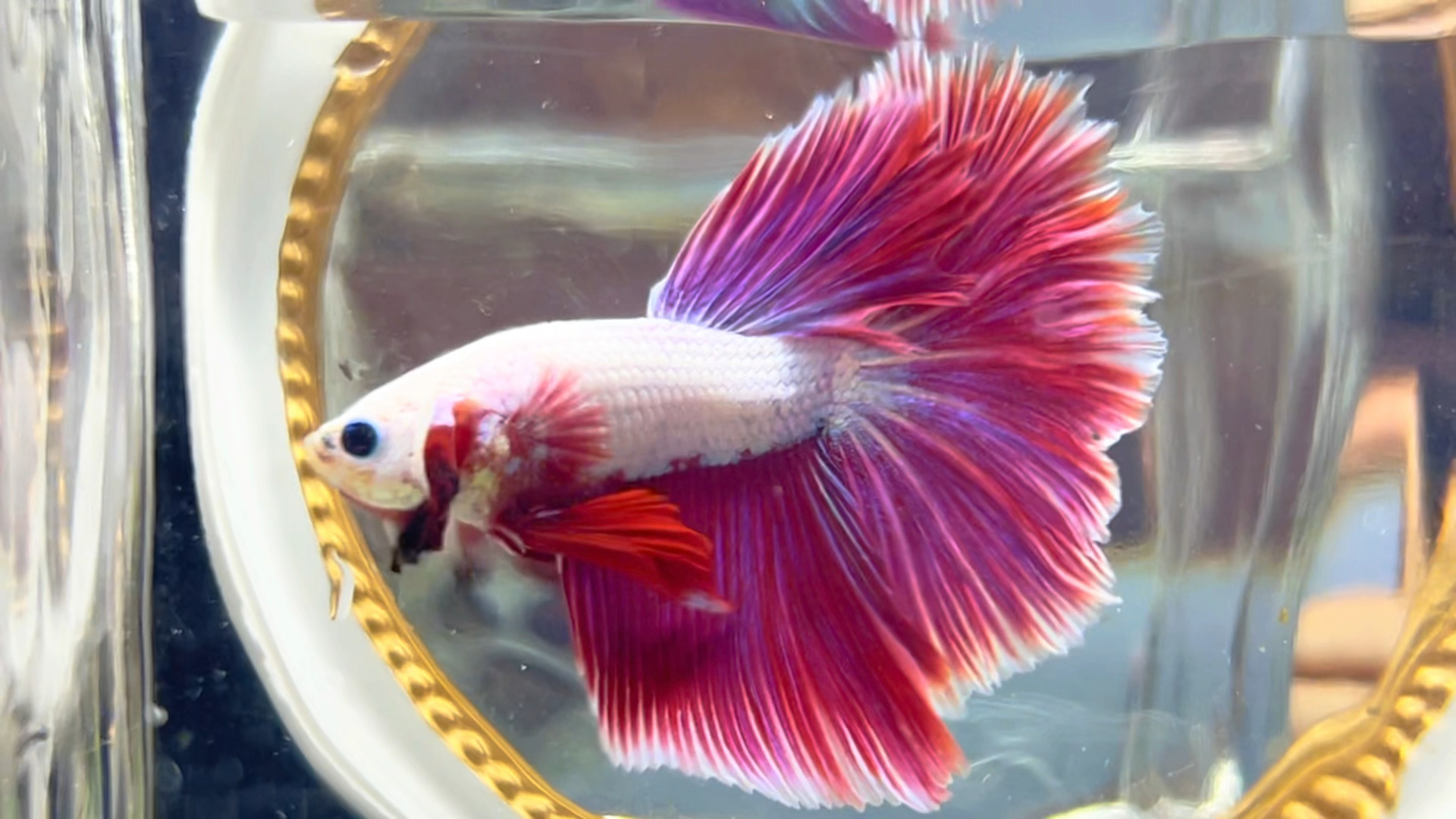 我家宠物不一样#泰国斗鱼马尾狮王半月母斗鱼观赏鱼热带鱼活体宠物