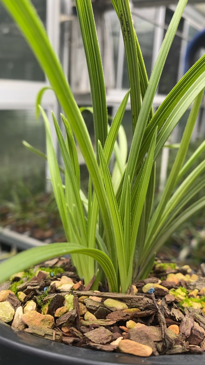 兰花种植蕙兰叶形大锯齿青蓝线能开出细花来吗