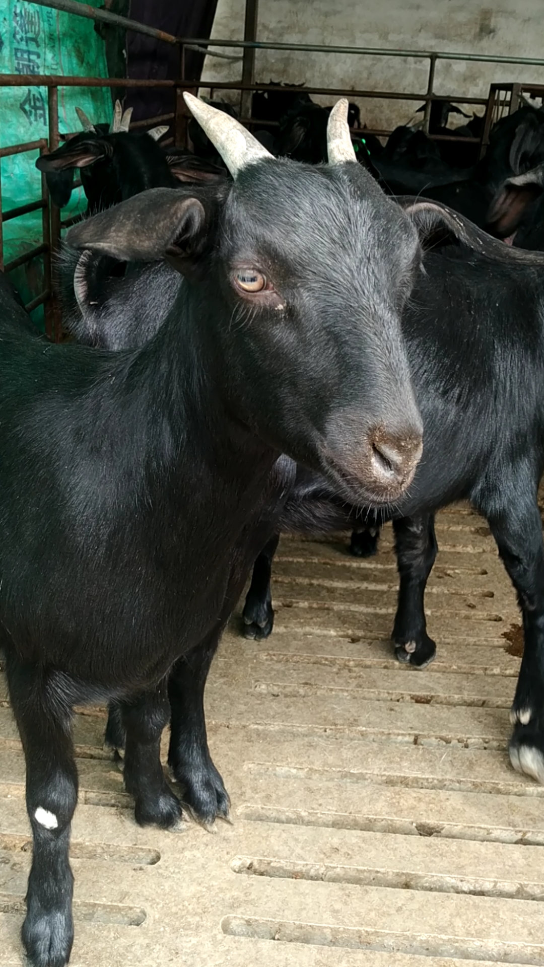 努比亚黑山羊养殖场,喜欢的老铁双击加关注