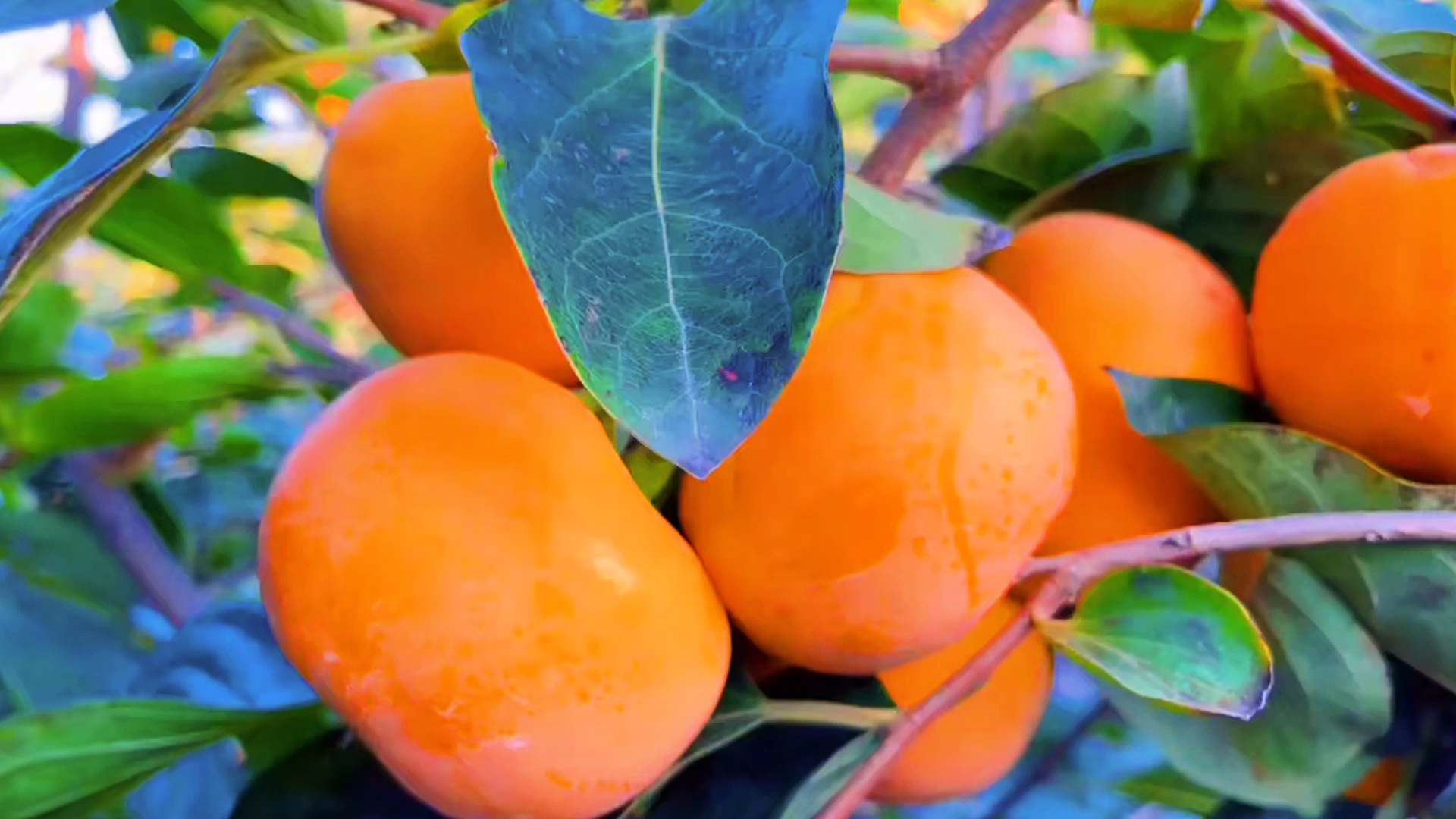 舌尖上的乡村美食#陕西阳丰脆甜柿子成熟了,脆甜可口营养