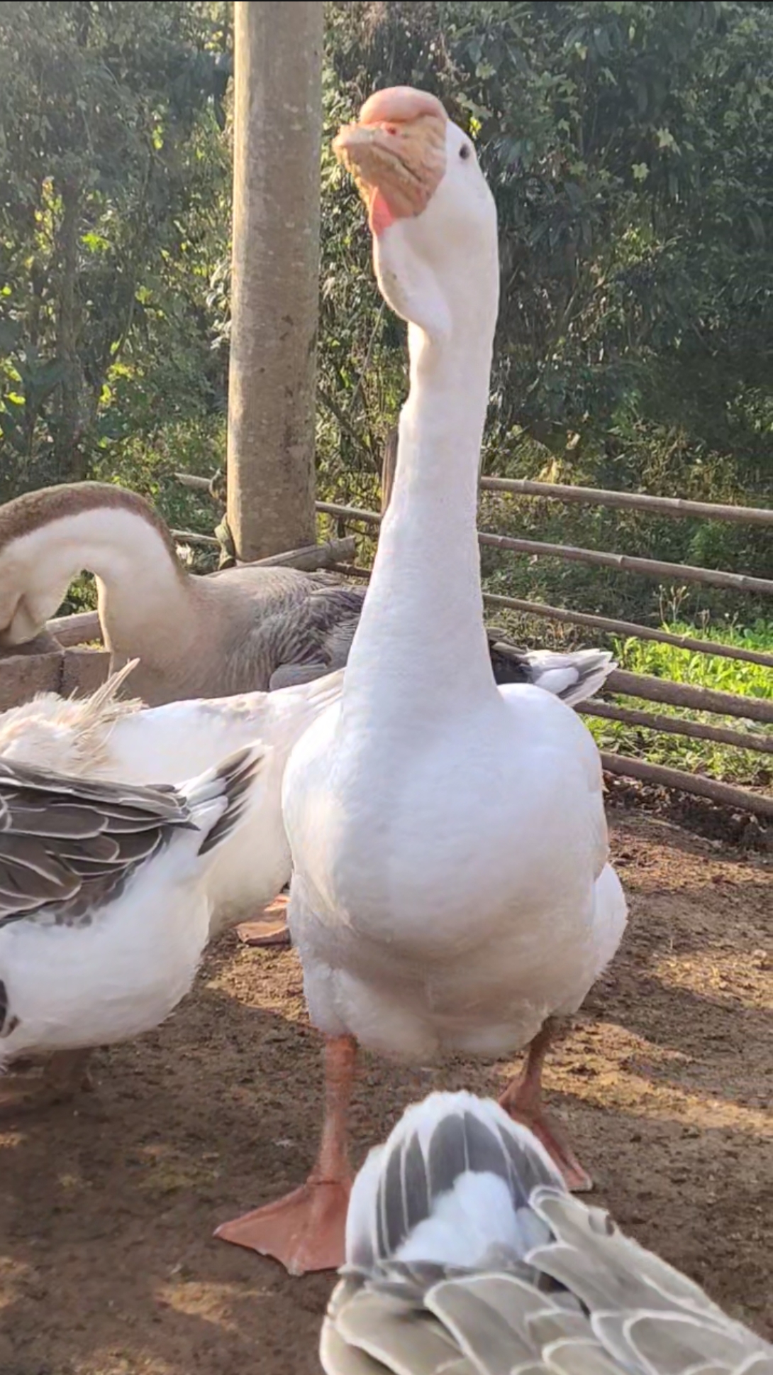 狮头鹅鹅开始产蛋了,一起看看它们的蛋有多重!-度小视