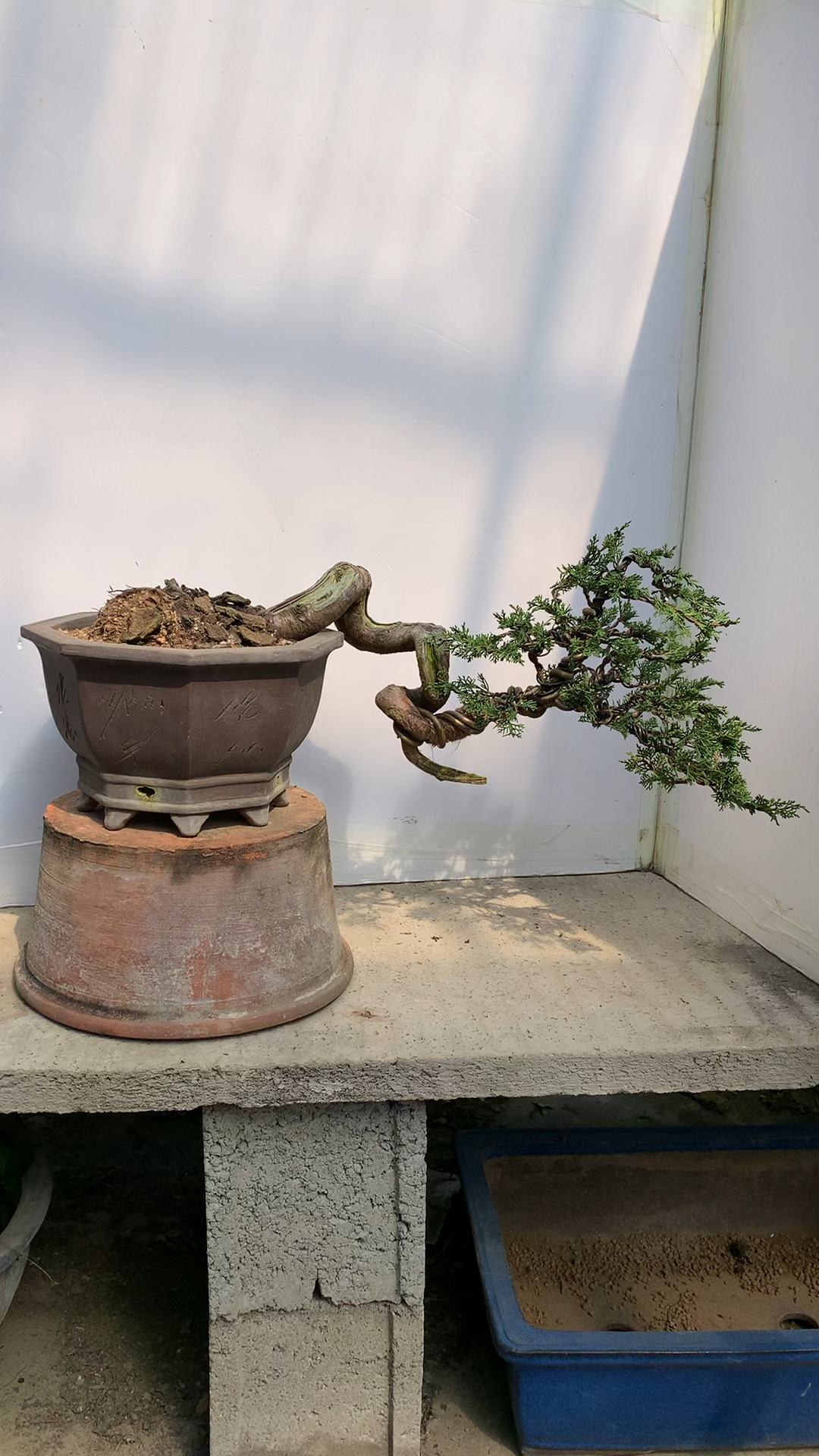 临水造型真柏盆景