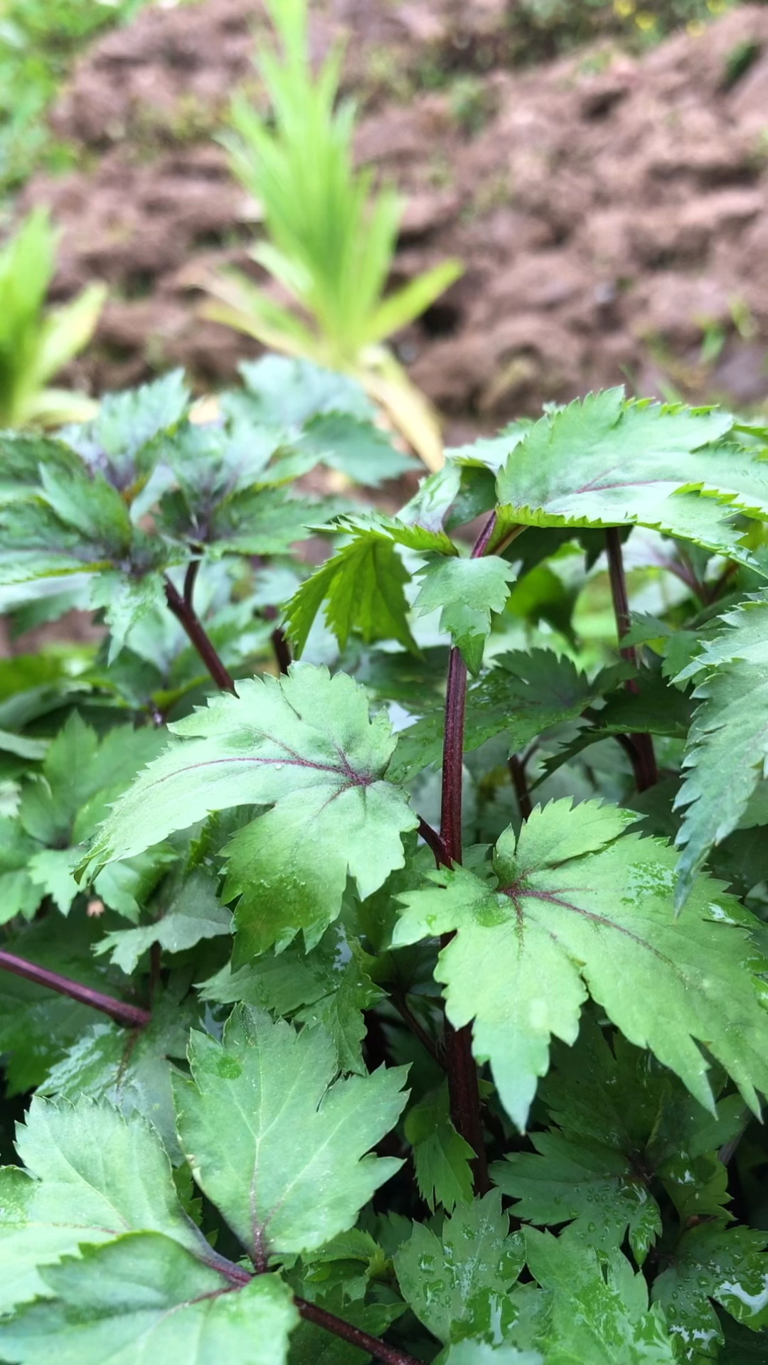 红艾草你见过吗