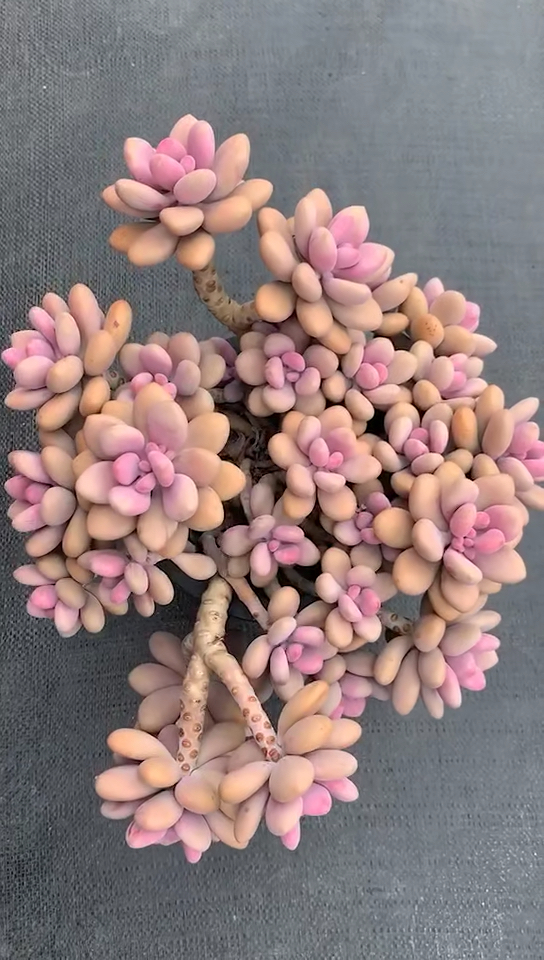 有一种可爱叫多肉!#桃蛋老桩,你爱了没有