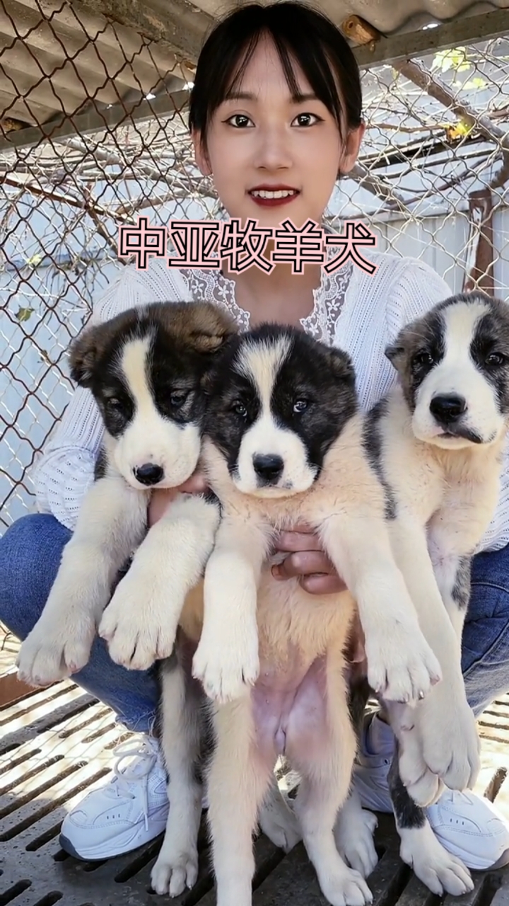 中亚牧羊犬中亚牧羊犬幼犬又称猎狼犬打猎放牧牛羊看家护院的陪伴犬养