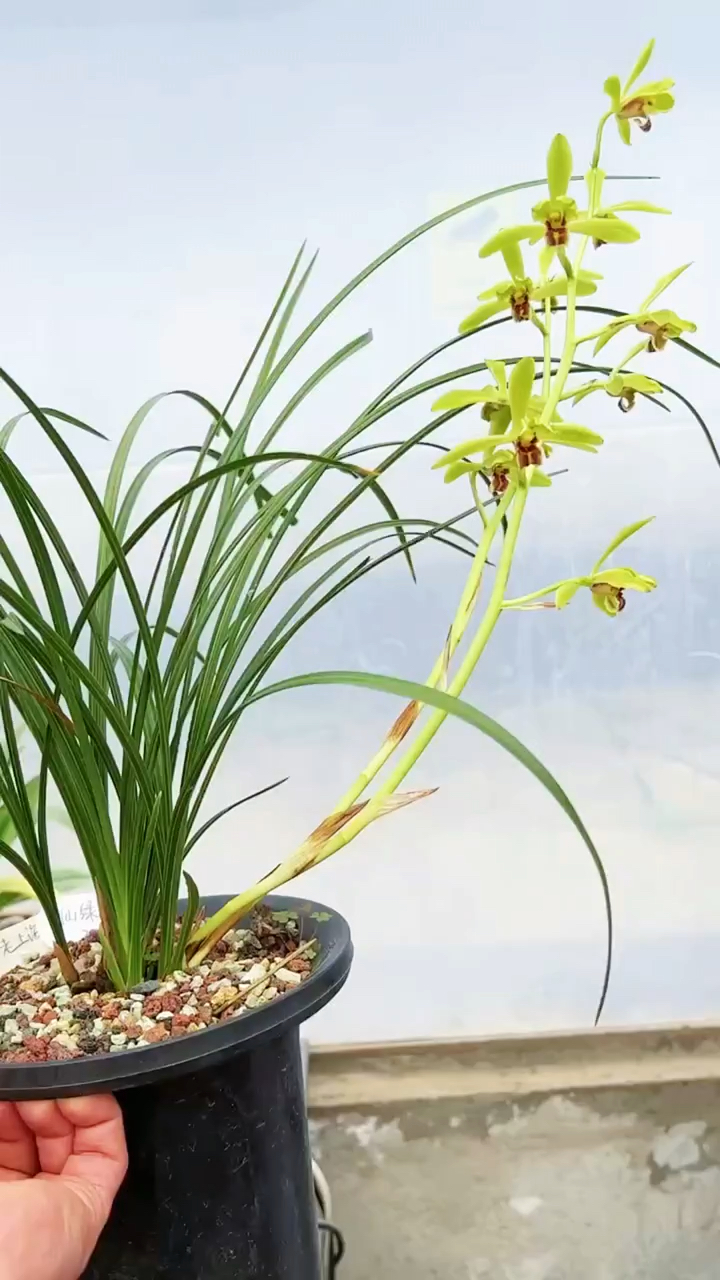 兰花#隔着屏幕是否闻到香味了,蕙兰仙绿梅