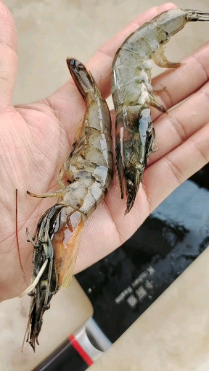 从五星级酒店来的师傅,用黑头的虾改完刀以后价格翻两倍,你会吃这种虾