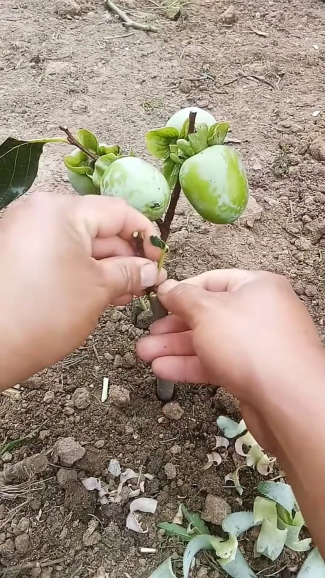 冬季进补计划#农村小伙嫁接西红柿,成活率非常高,你看懂了吗?
