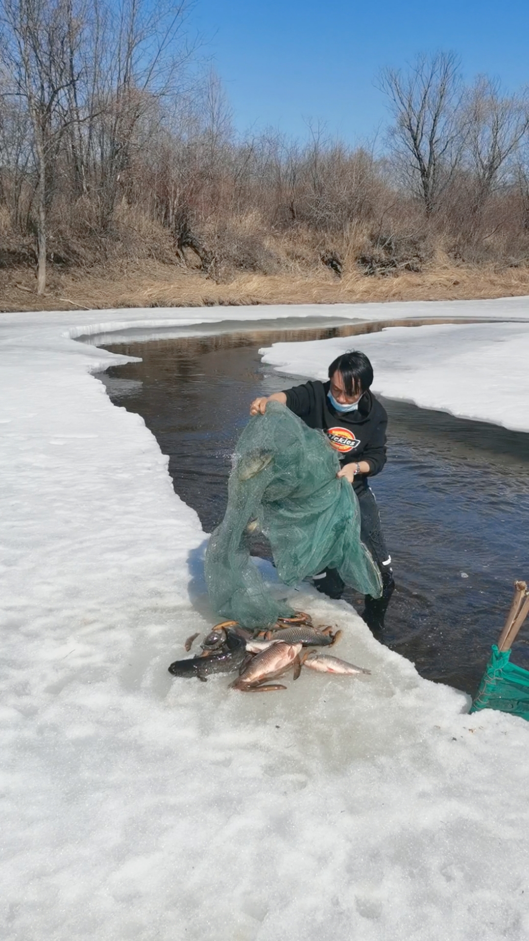 春天来了#起个拦河网收获几十斤鱼.
