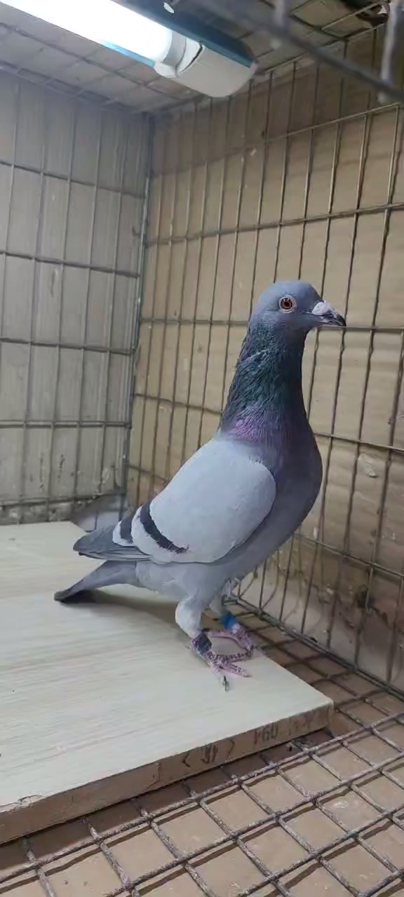 信鸽赛鸽2021011150584雄紫祥鸽业王爱军北京松山院内5000大特比鸽