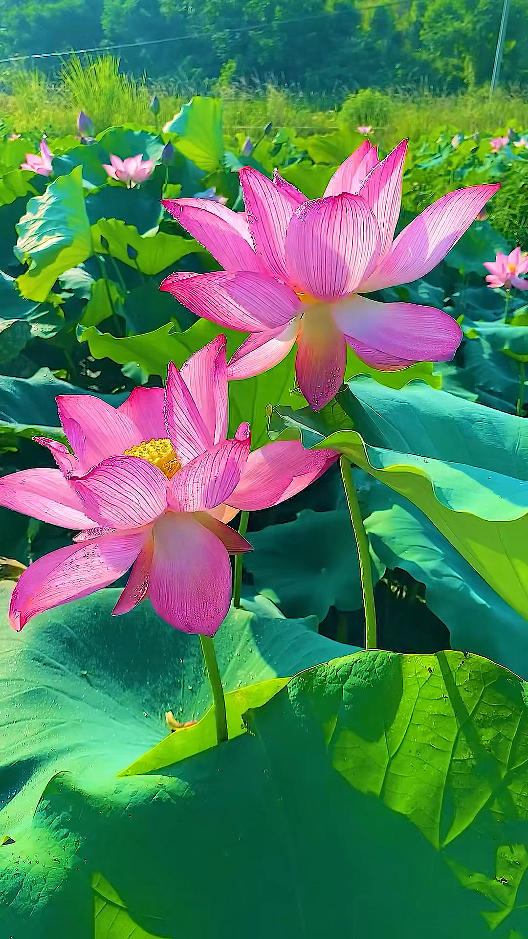 去一个满眼都是荷花的地方,过世外桃源的生活,与世无争.