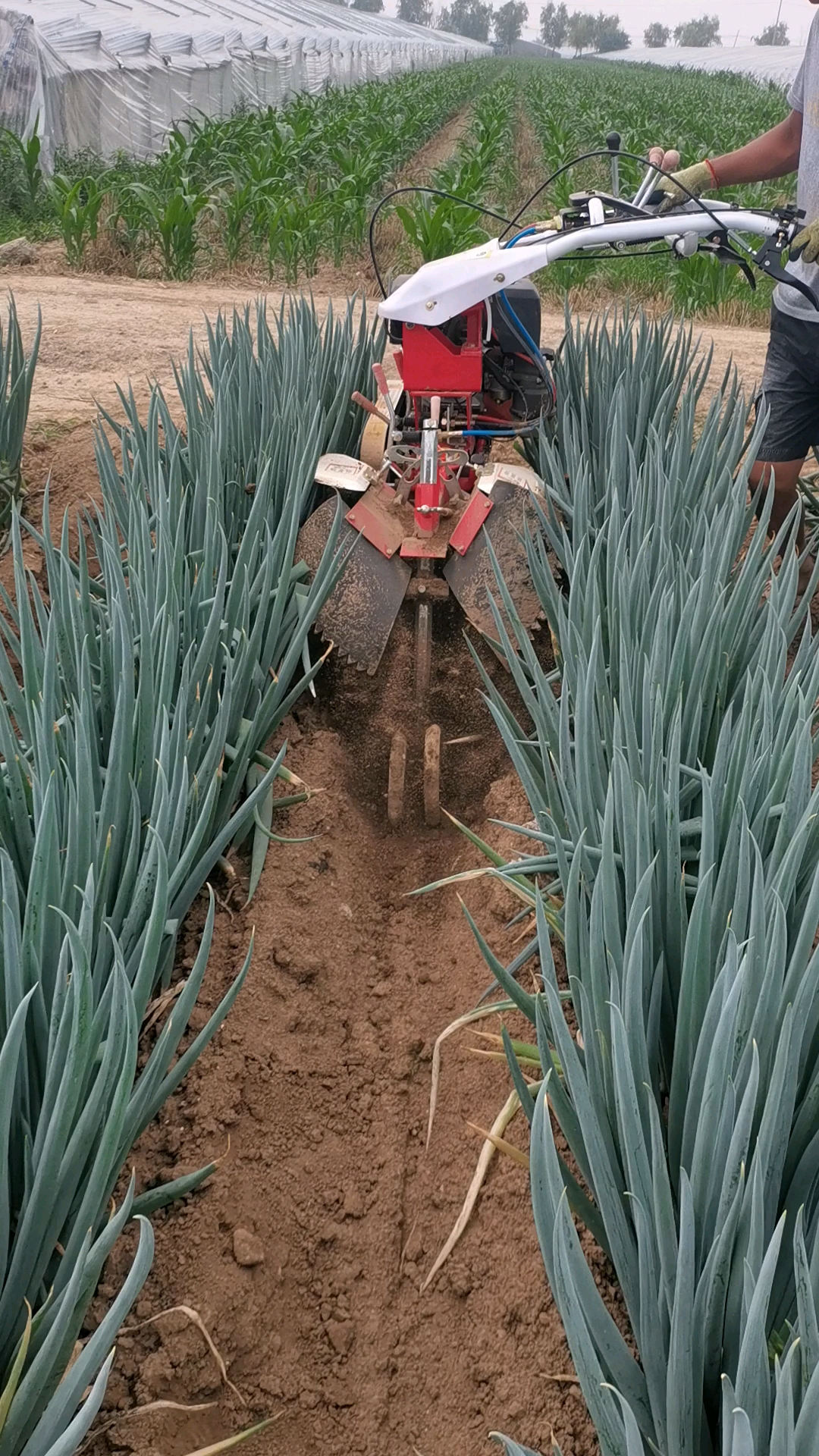 潍坊舜航培土机#大葱开沟培土机多功能田园管理机潍坊舜航开沟培土机