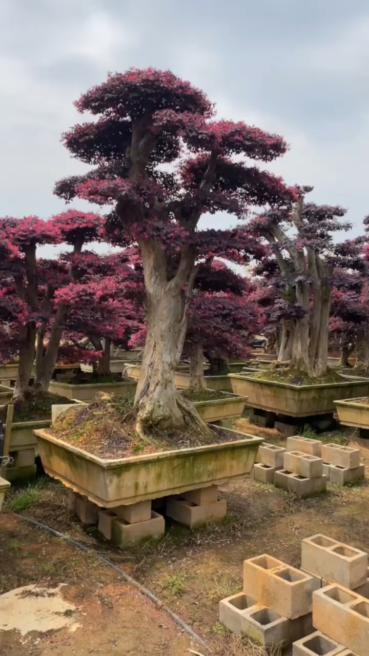我和春天有个约会#红花檵木盆景