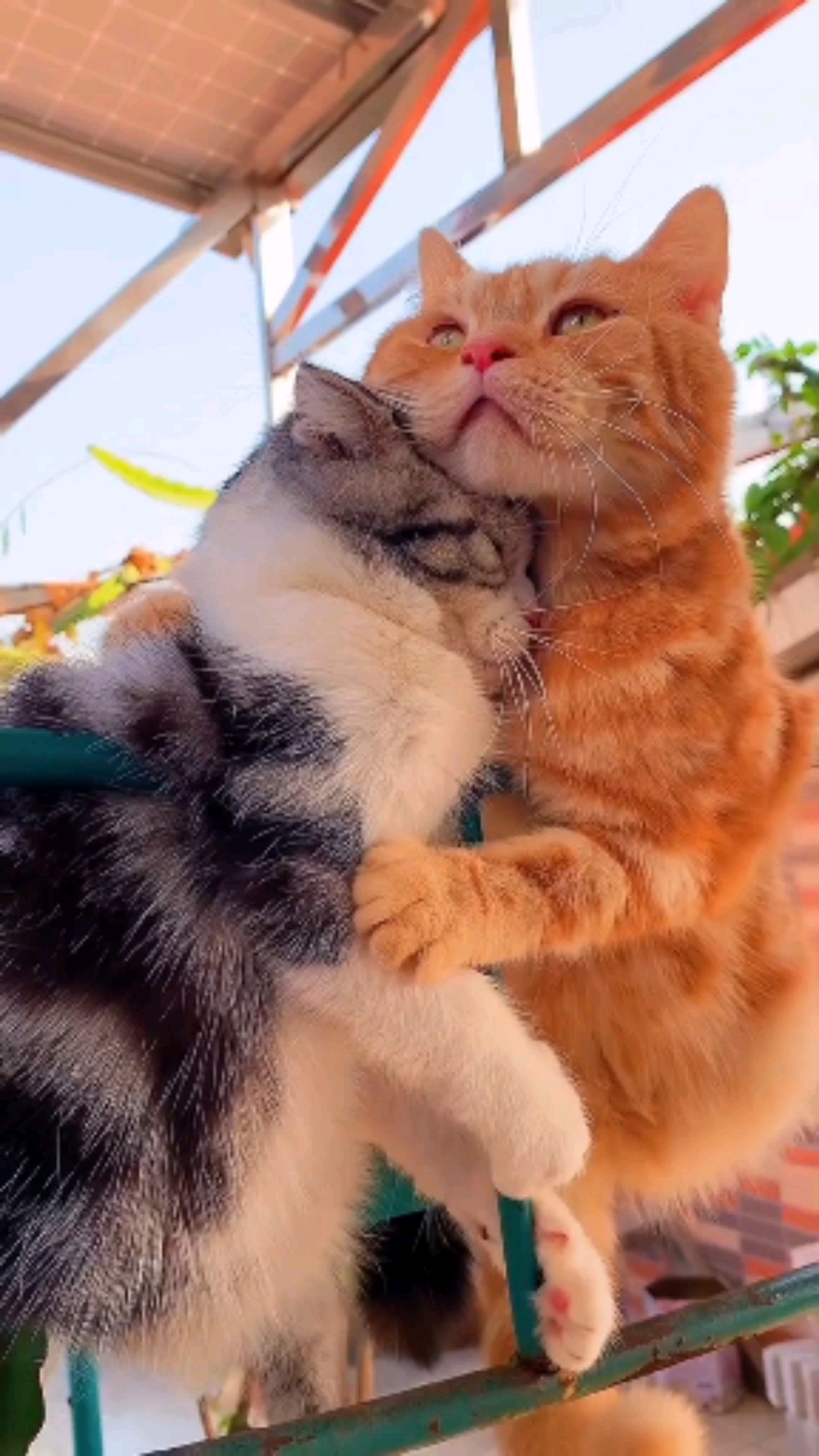 小小爱宠萌化你#记录猫咪夫妻的生活点点滴滴