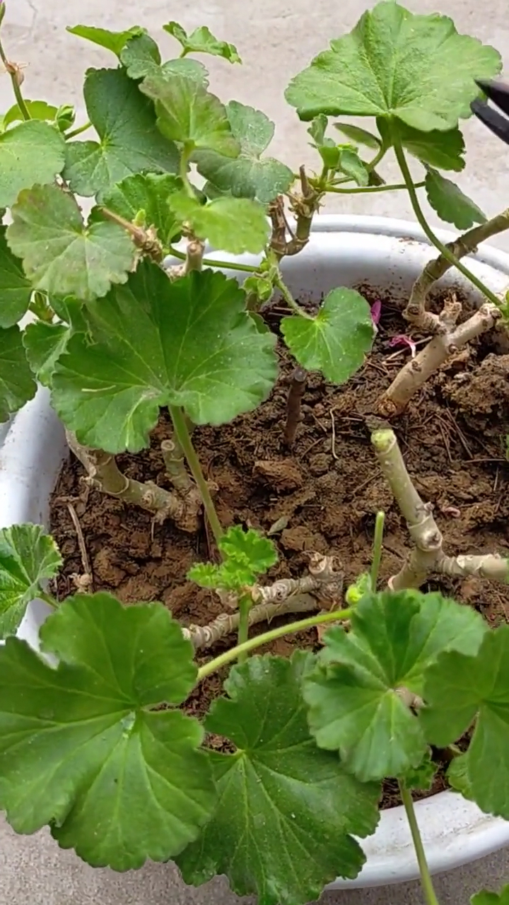 天竺葵修剪技术分享