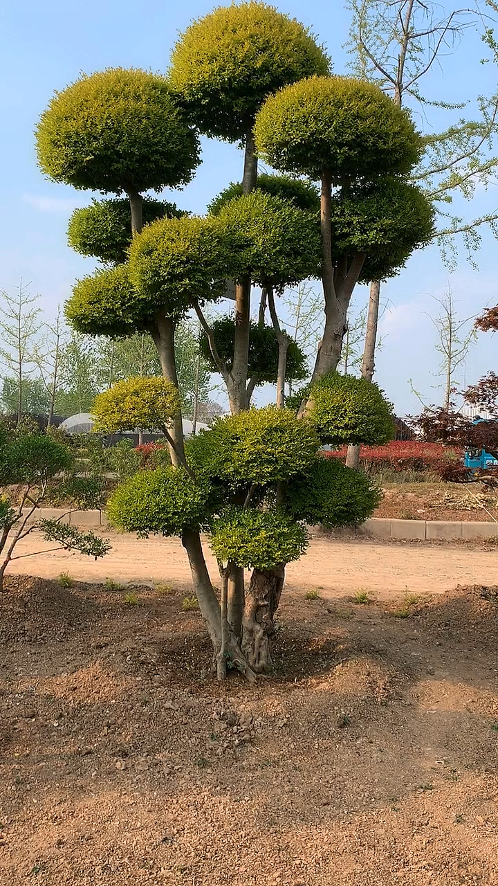 亮晶女贞造型树四季不落叶适合庭院别墅农家小院栽植