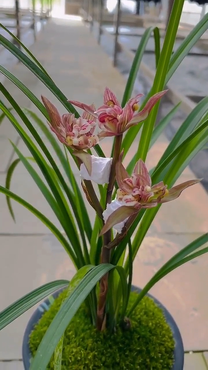 兰花#春剑美丽之冠