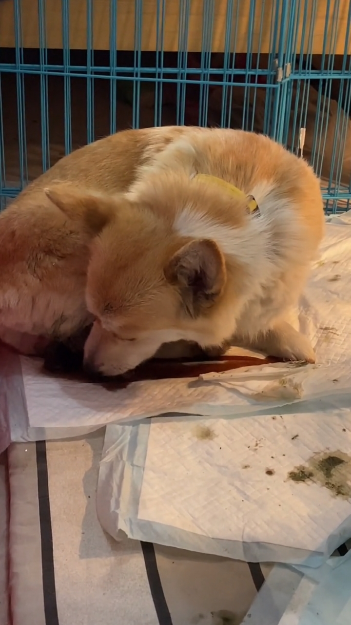 柯基#羊水破了,再过一会就能见到柯基宝宝了……-度小视