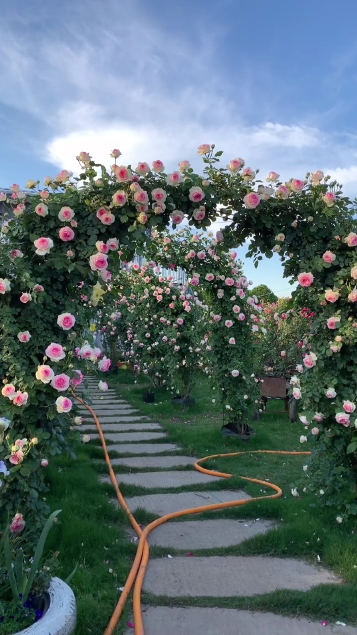 藤本月季拱门造型