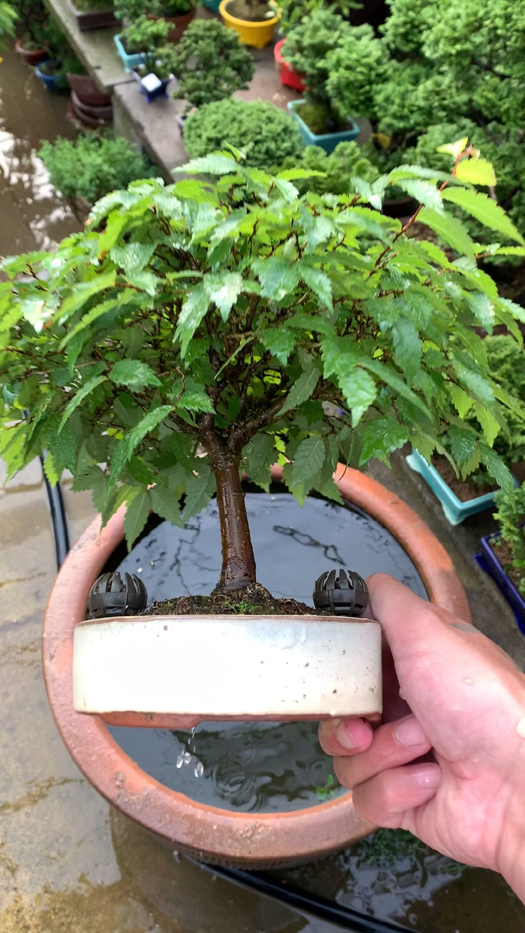 小品举树盆景,掌中宝盆景