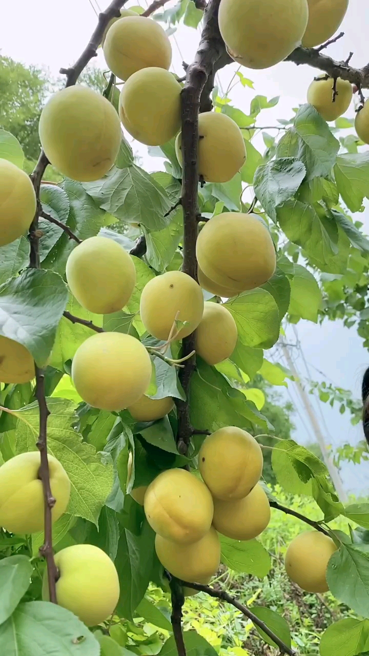 帝王大杏树苗,口感脆甜,适合庭院种植