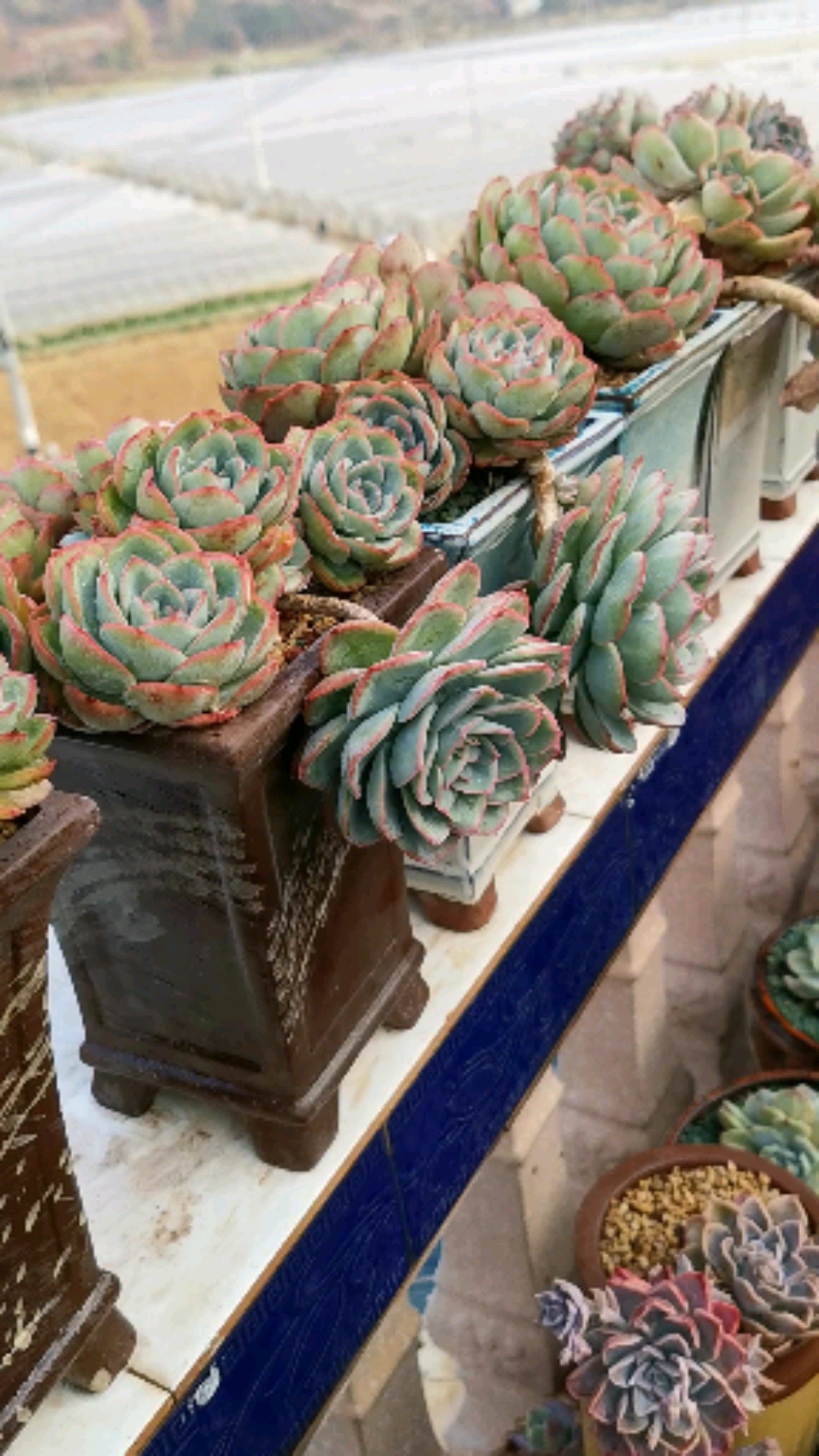 多肉晨露#要是我不手痒把你们雪藏一个星期没见太阳,状态应该比现在