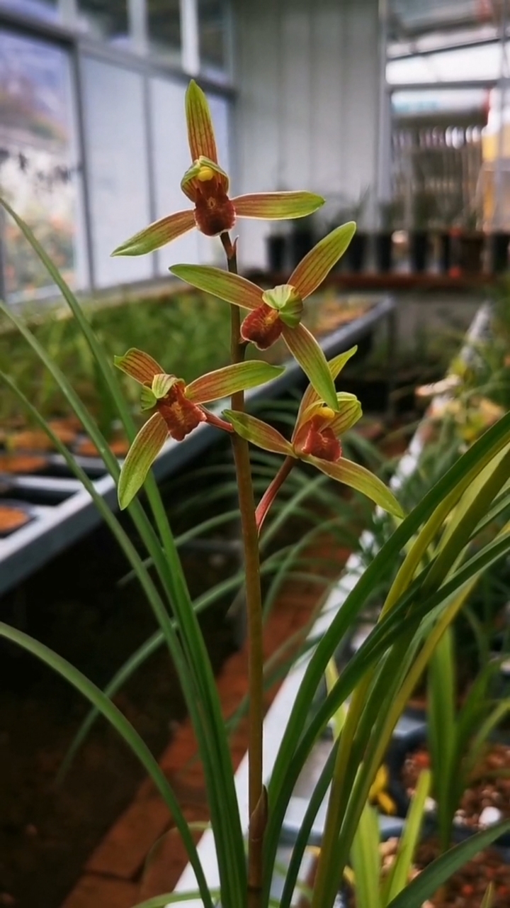 兰花#送春"新品红素"