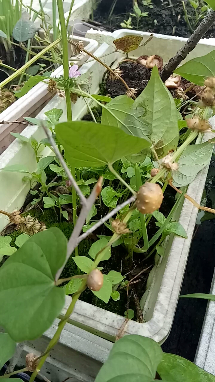 音为有你#我种的山药长出山药蛋了