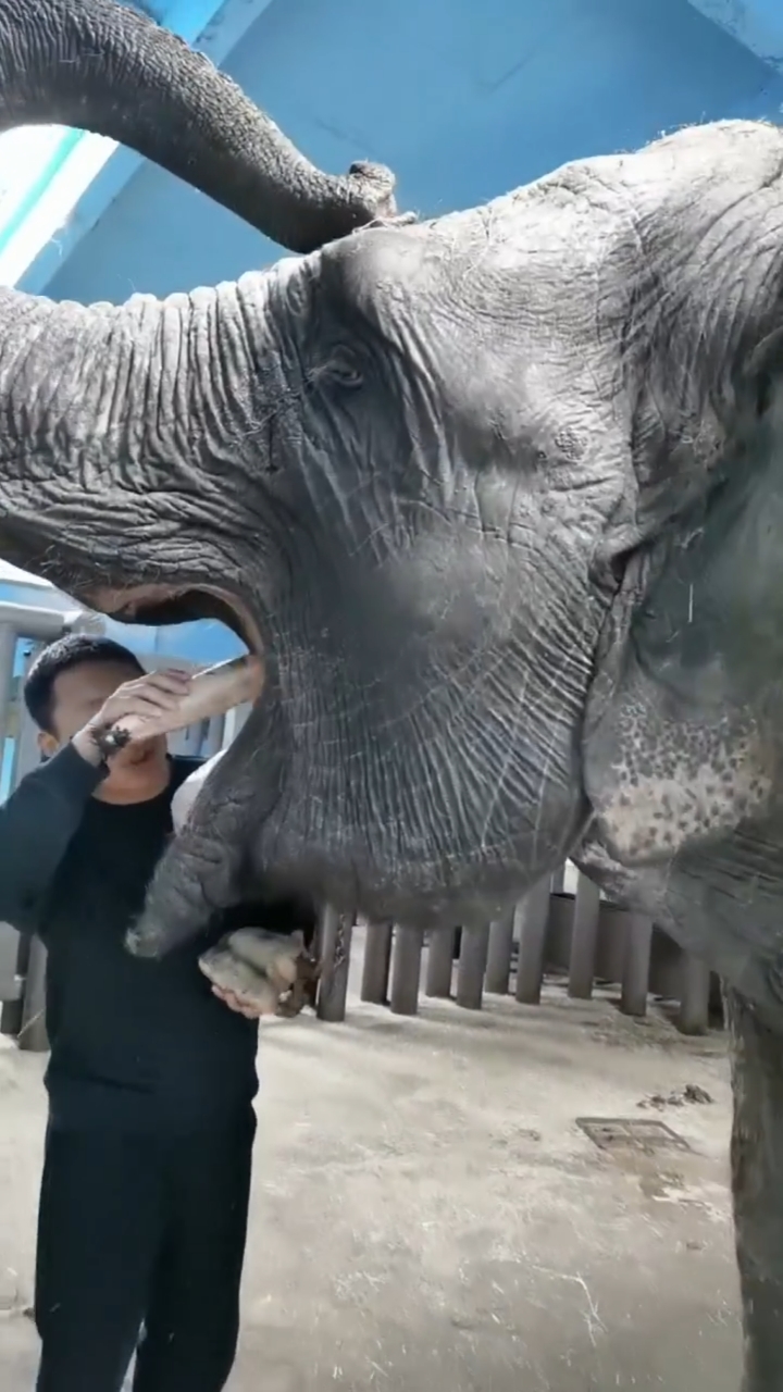 万元奖金争夺赛#这大象嘴巴真大
