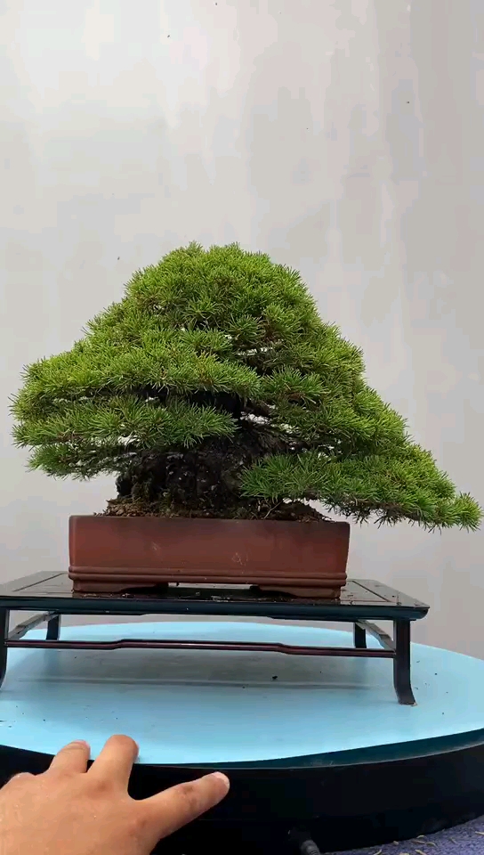 精品松柏盆景树桩