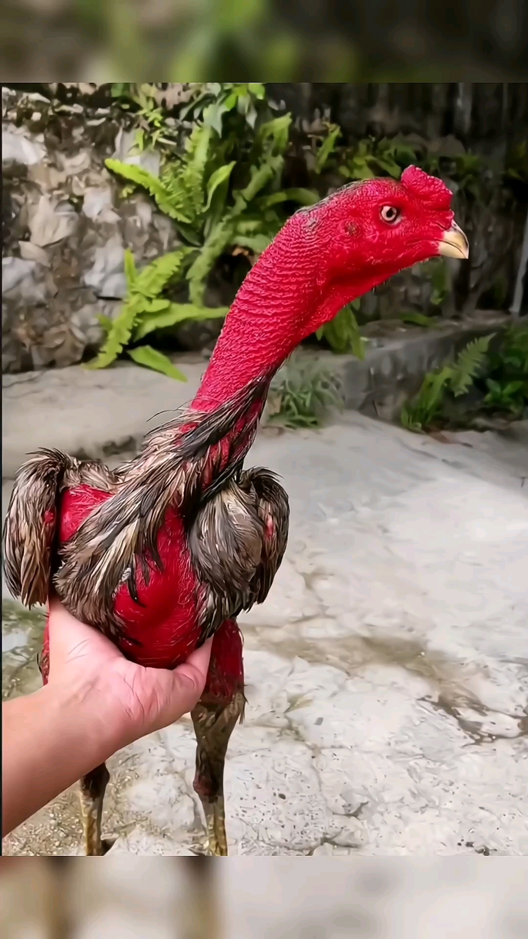 我家宠物不一样#红头鸡