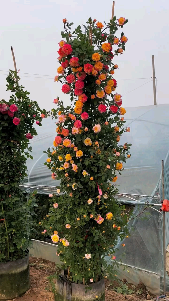 藤本月季藤彩虹开花彩色花量多花期长多季循环开花-度小视