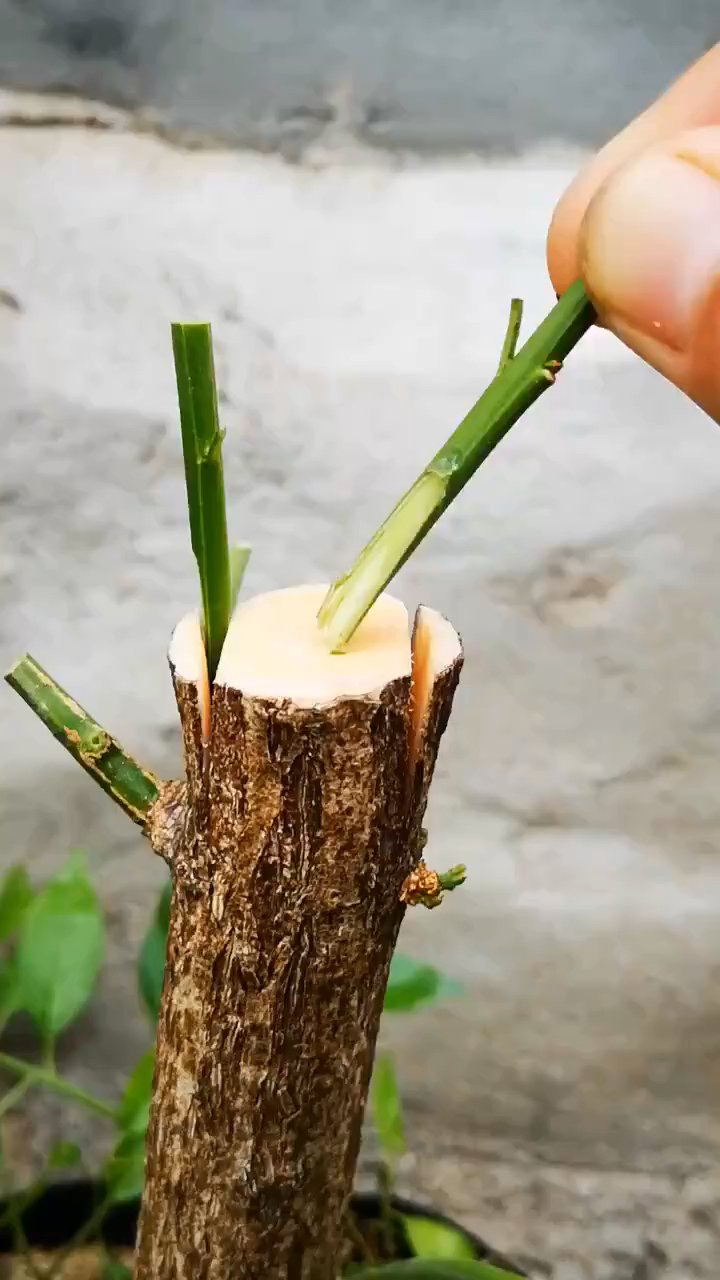 嫁接技术讲解插皮嫁接成活率高