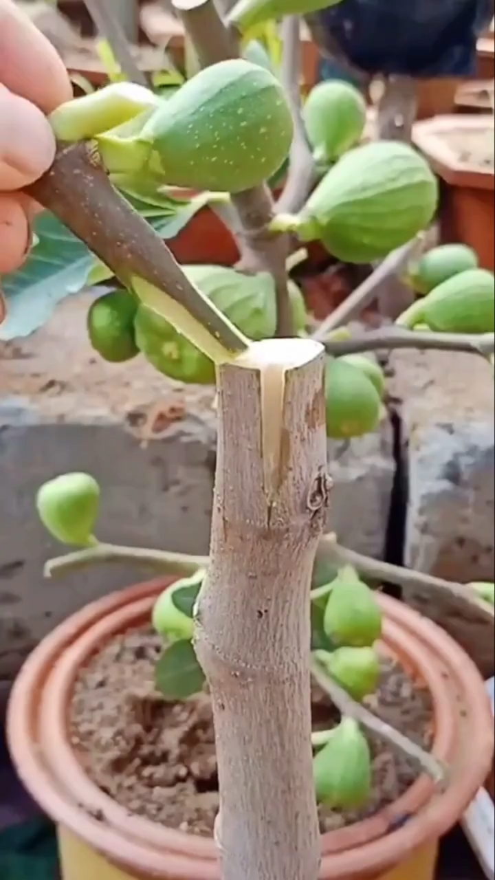 嫁接技术#无花果嫁接小技巧,成活率极高,一般人都看不懂.