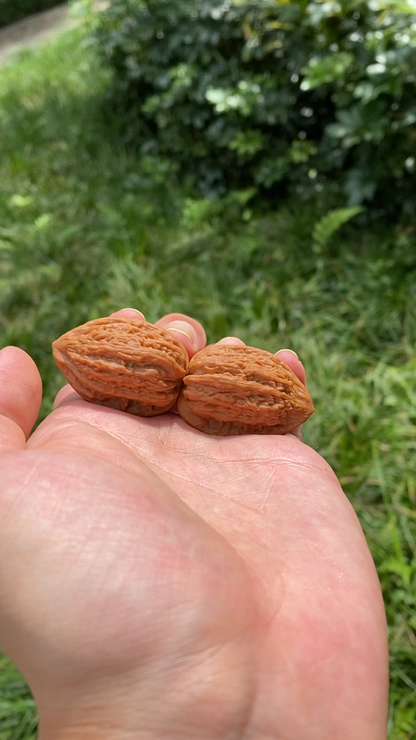 文玩核桃#纯野生鸭嘴兽喜欢吗揉了小半天随便刷了刷这皮质没谁了吧