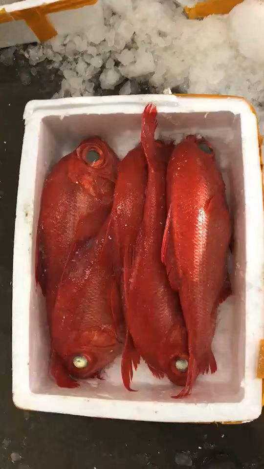 日本金目鲷#金目鲷,金目鲷刺身