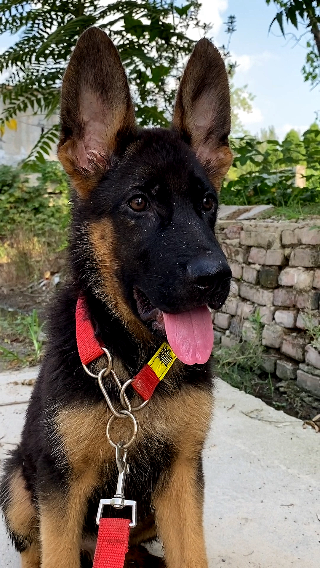 三个月德牧犬,这耳距头版还可以吧!