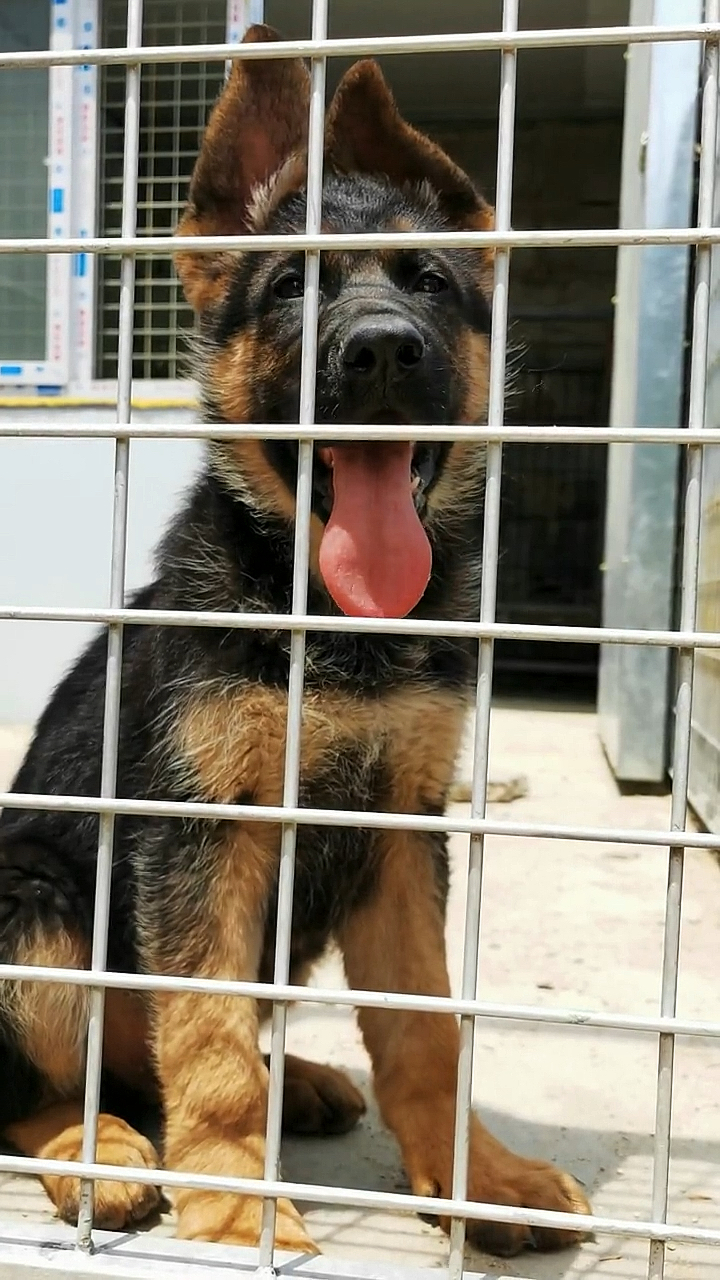 德国牧羊犬天狼儿子小公