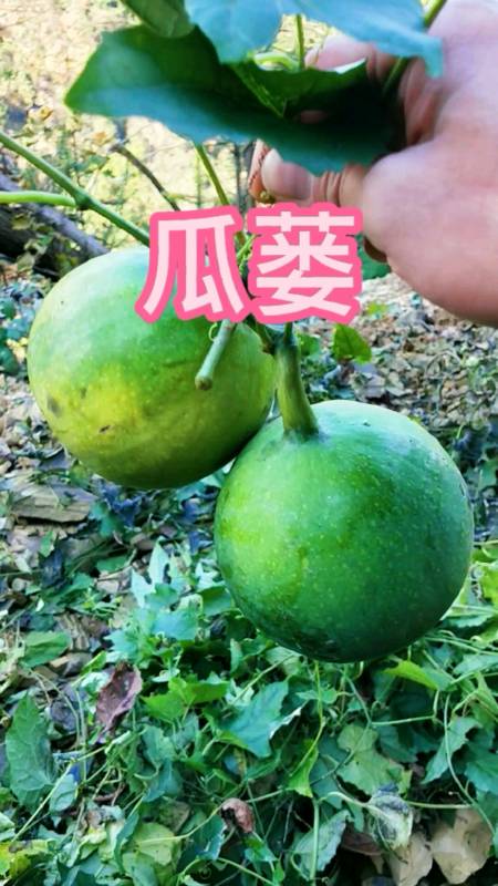 认识中草药农村这种果实相似小西瓜叫瓜蒌地下薯状根叫天花粉果成熟桔