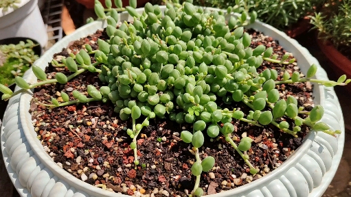 多肉植物#看着它满盆的小西瓜,很可爱有木有?