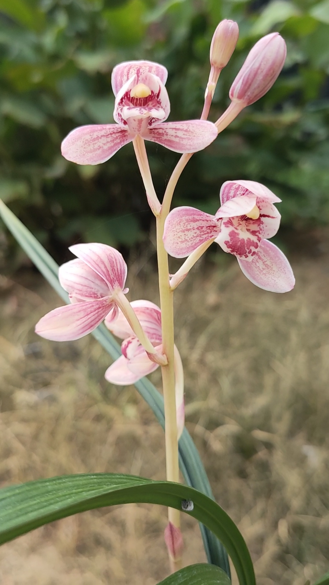 建兰东方红荷又开了,这个颜色真漂亮,又粉又嫩