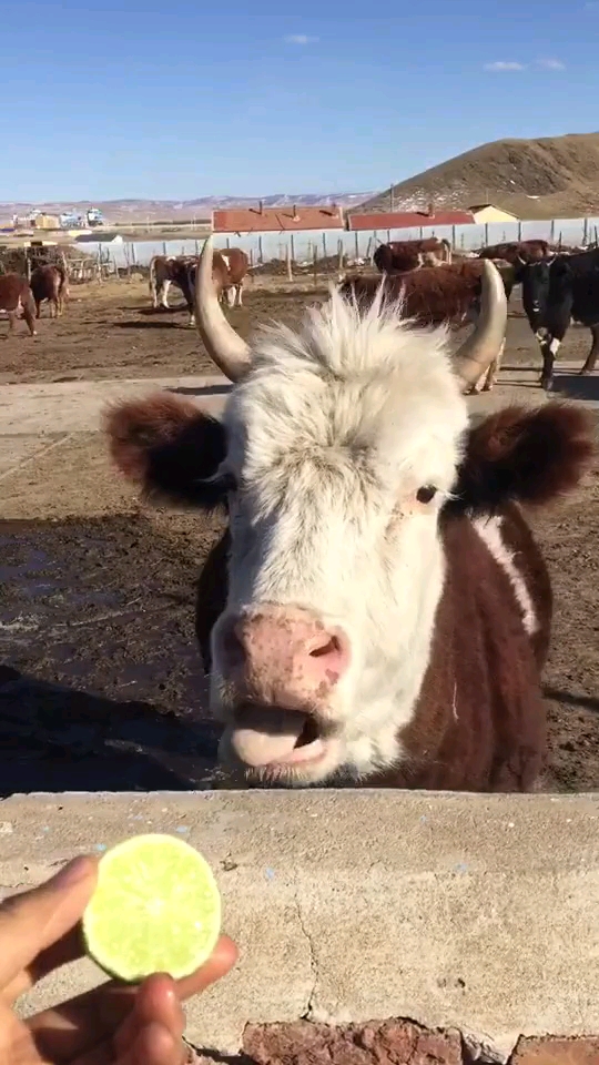 我要上热门#挑战牛吃柠檬!