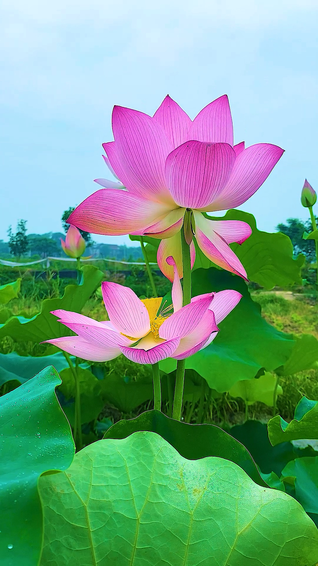 一方一净土,一笑一尘